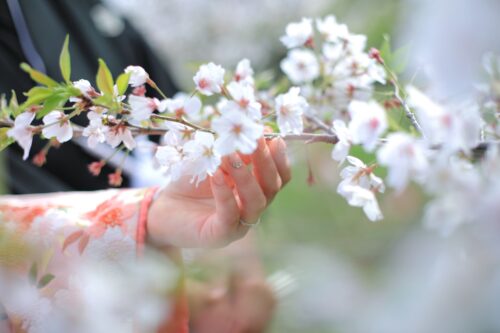 桜とウエディング